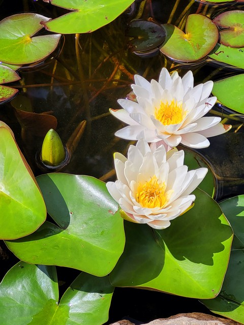 water lily