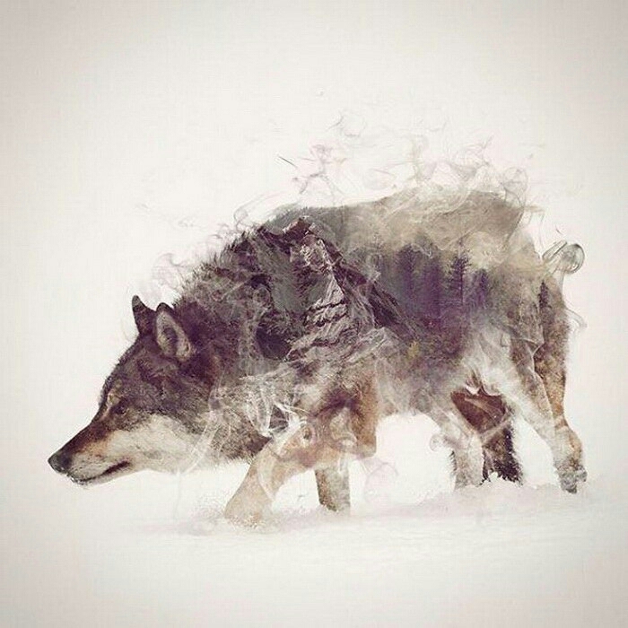 Wolf