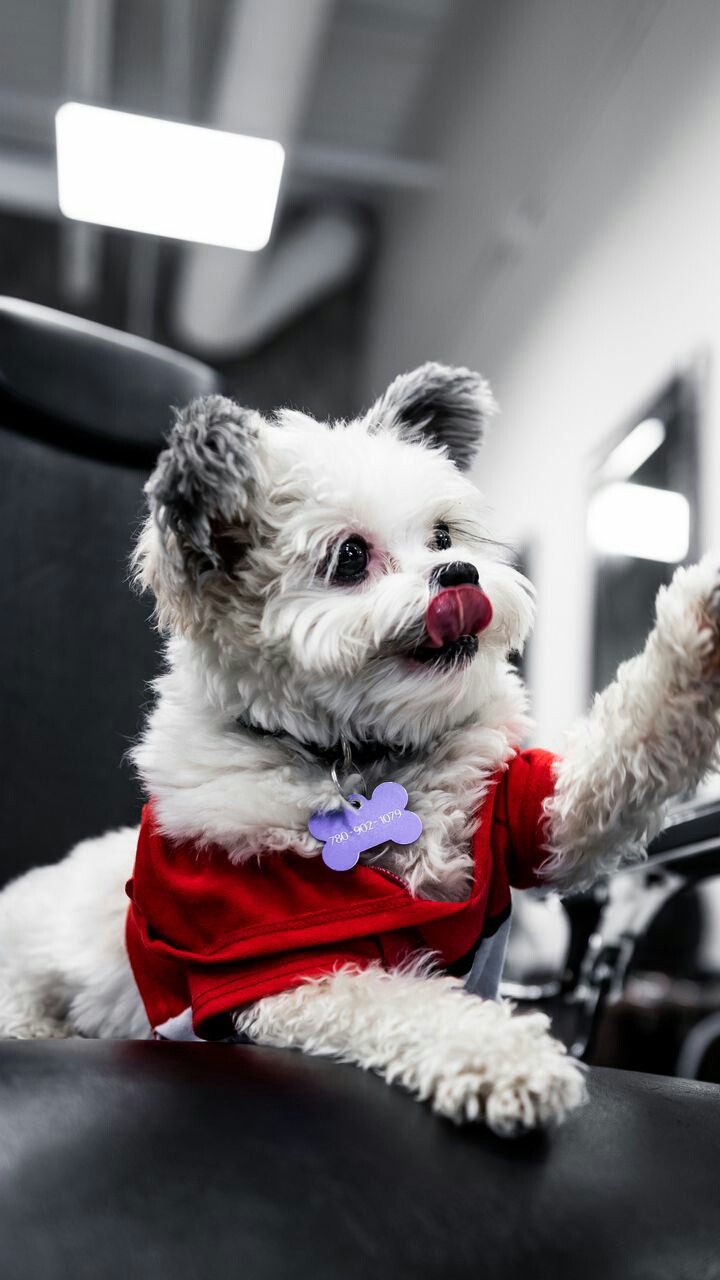 dog