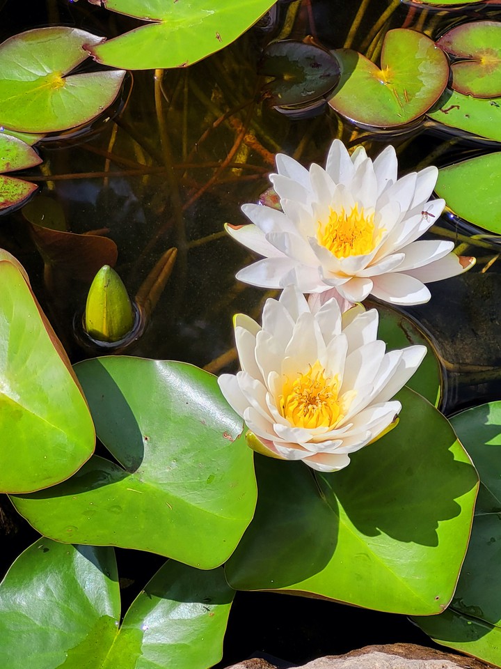 water lily