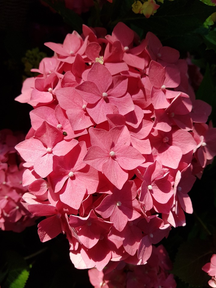 flowerdream