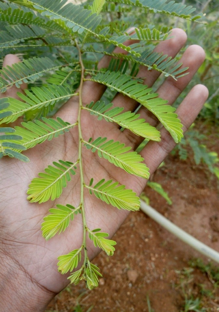 Feeling nature