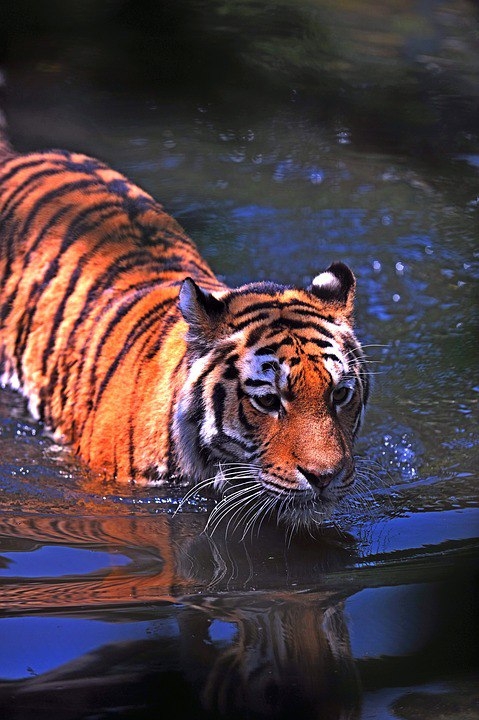 Tiger)
