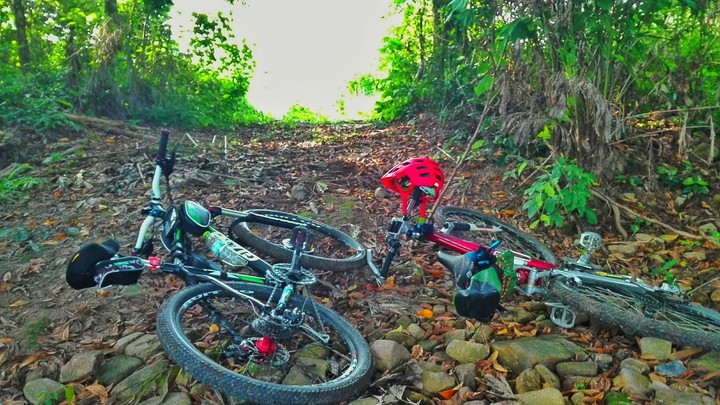 MTB in forest