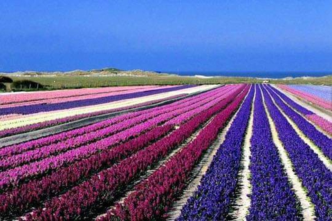 champs de fleurs