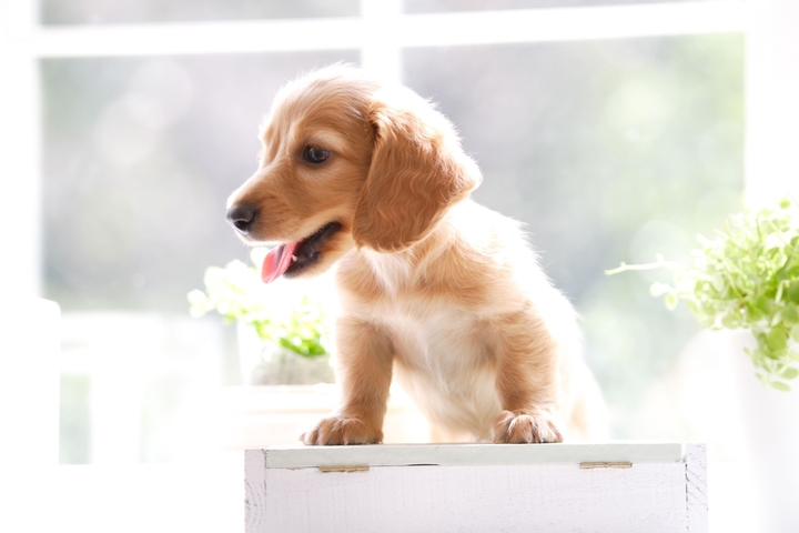 //Dog//