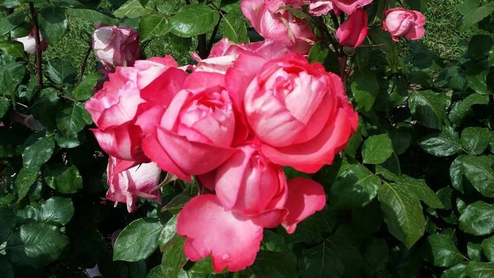Rosas
