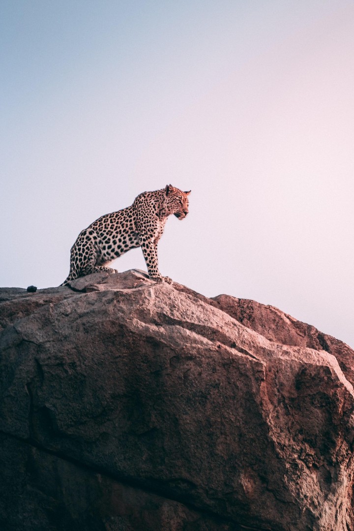 #animal#leopard