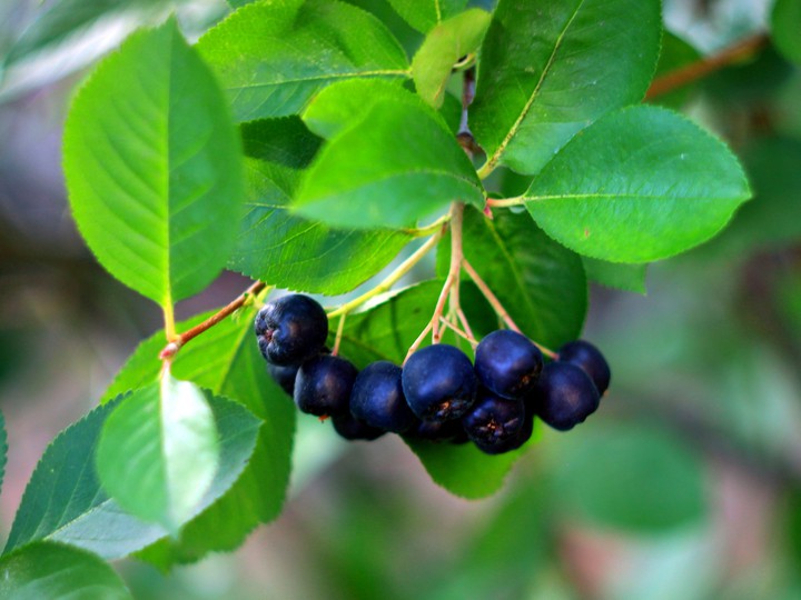 Chokeberry