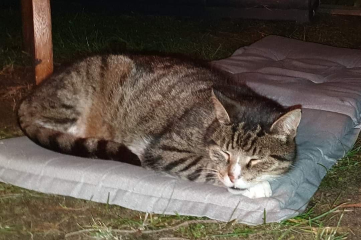 cato.buona notte