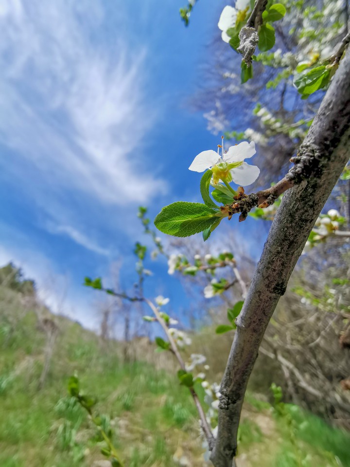 Blooming