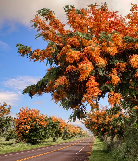 Flower tree lane