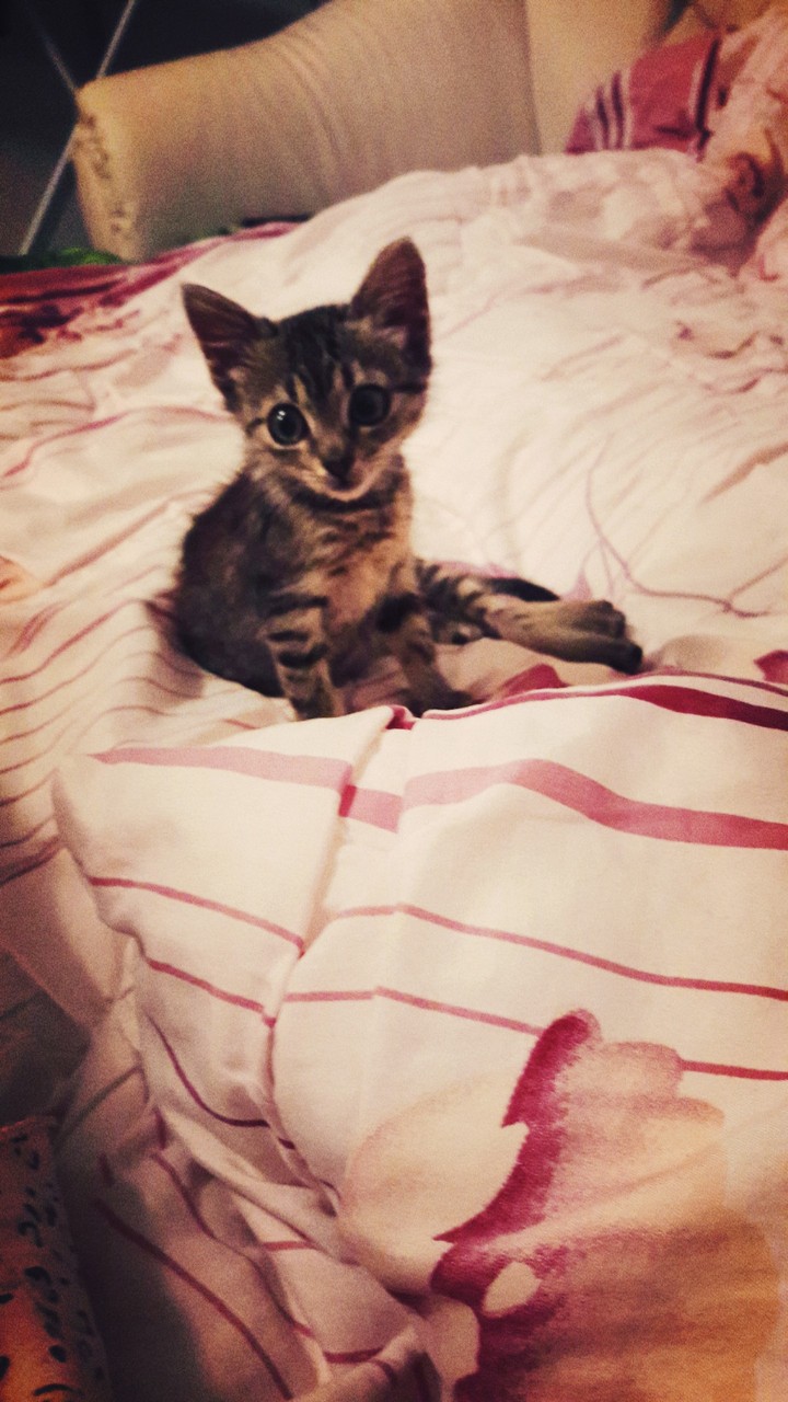 My little cat