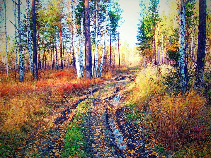 Лесная дорога