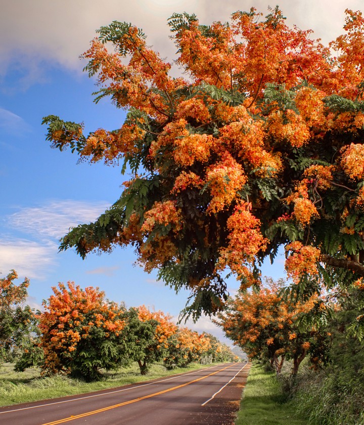 Flower tree lane