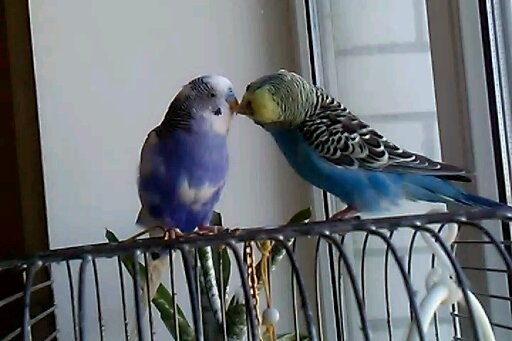 kiss