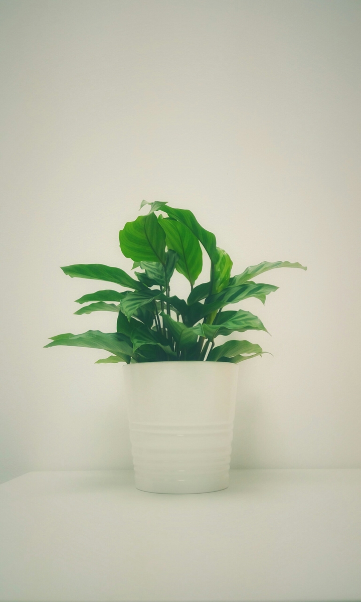 plant
