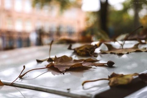 Leaves on a car