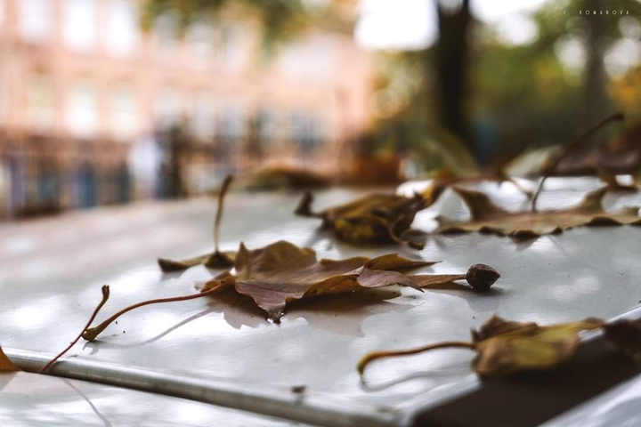 Leaves on a car