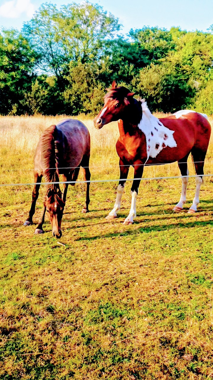 four legged friends