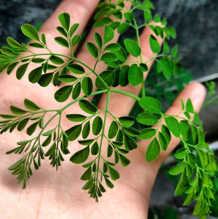 nature