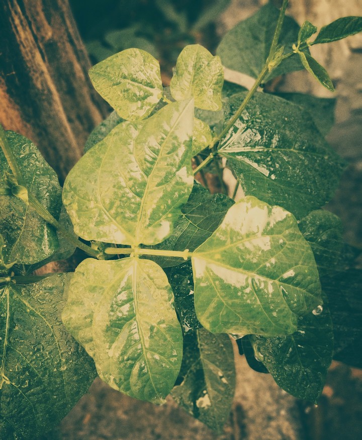 leafy