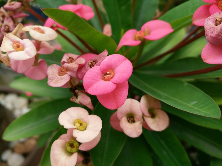 The beautiful flowers
