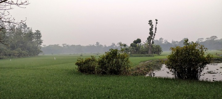 Foggy evening