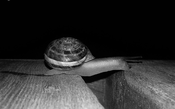 little friend