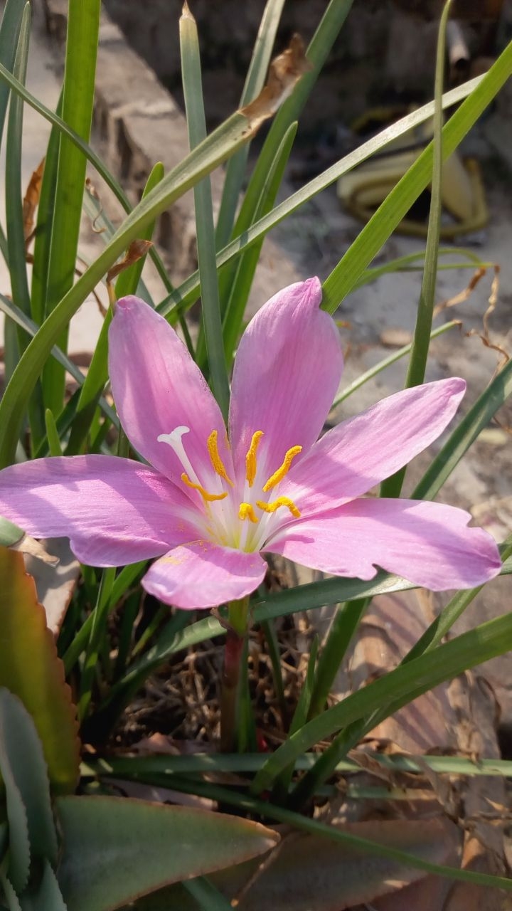 pink flower