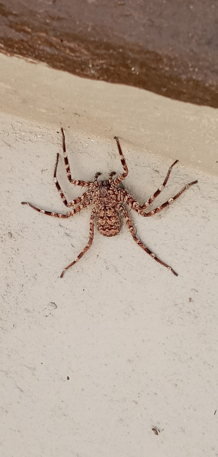 Big Spider on the Wall