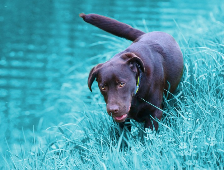 Labrador