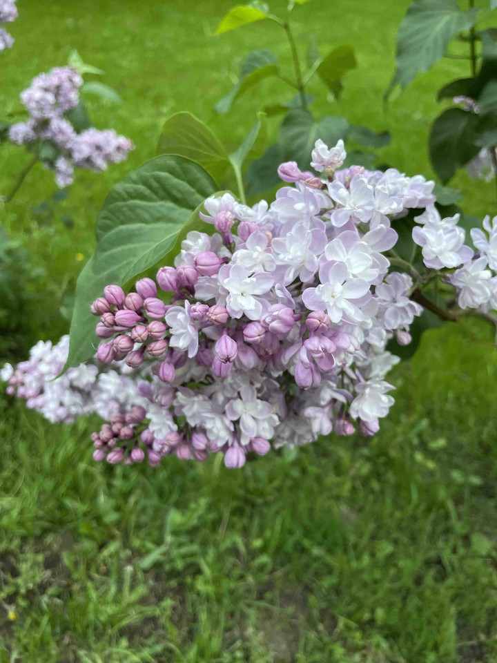 lilac