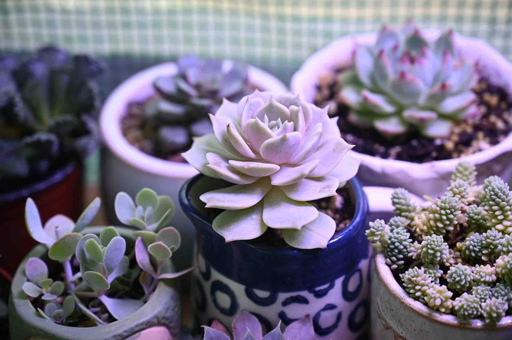 plants