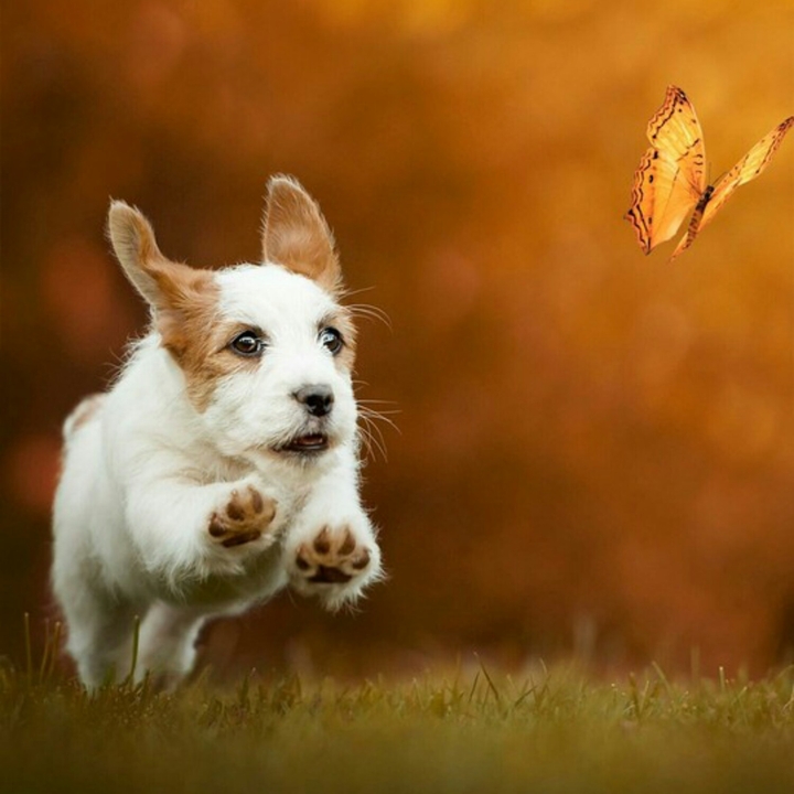 Happy dog...