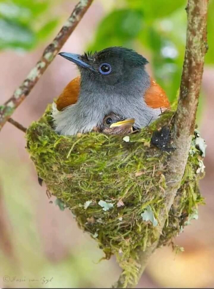 Pajarito