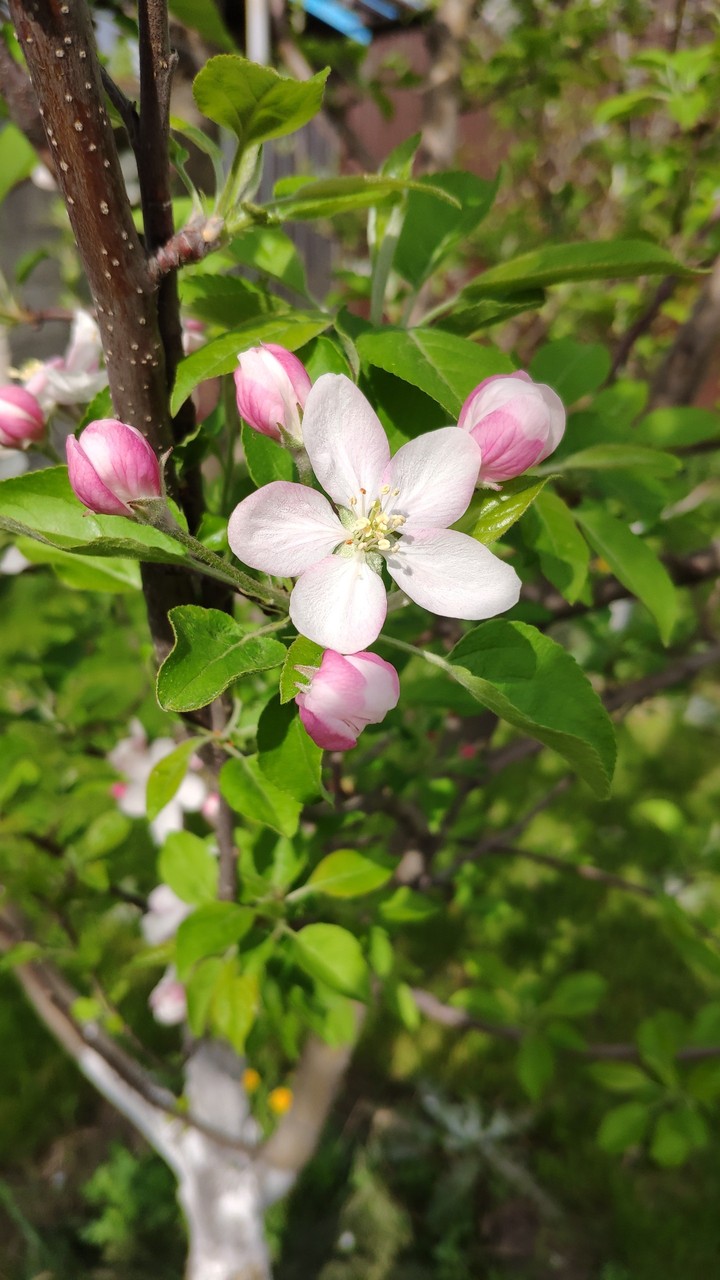 apple flowers