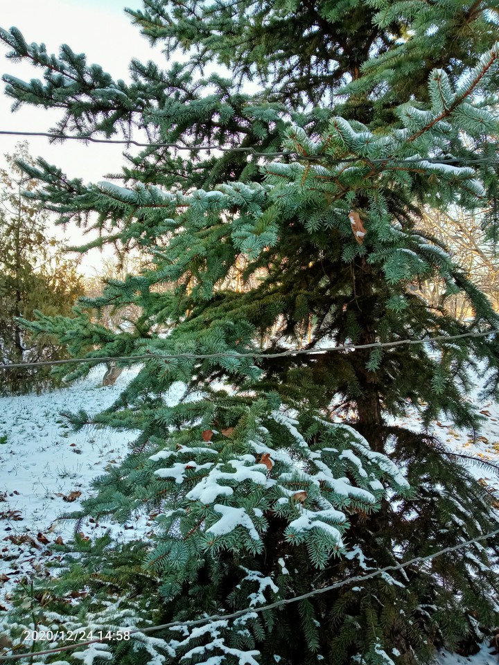 ель