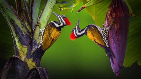 woodpecker