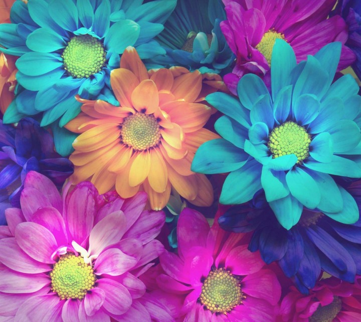 flowers color