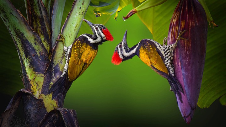 woodpecker