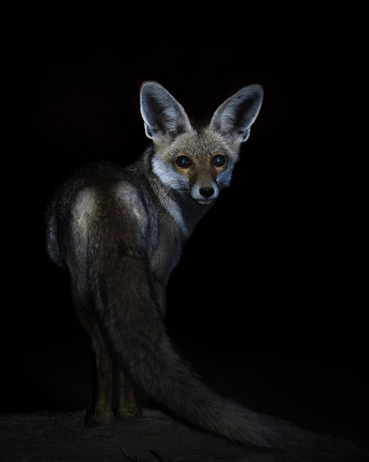 Fox
