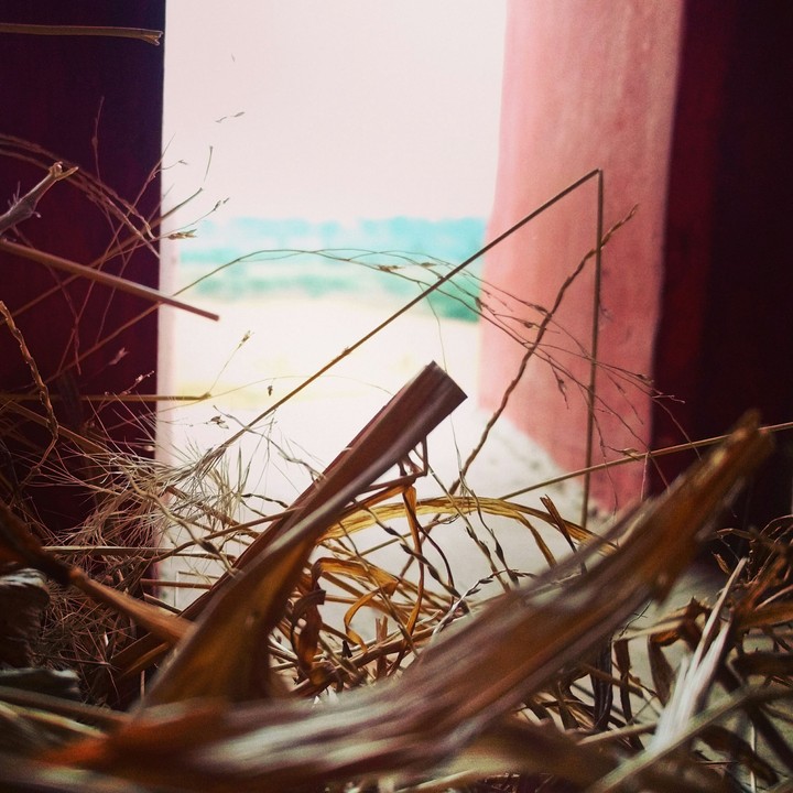 Nest in a window