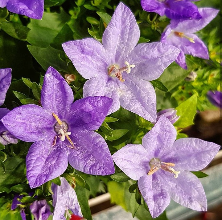 purple