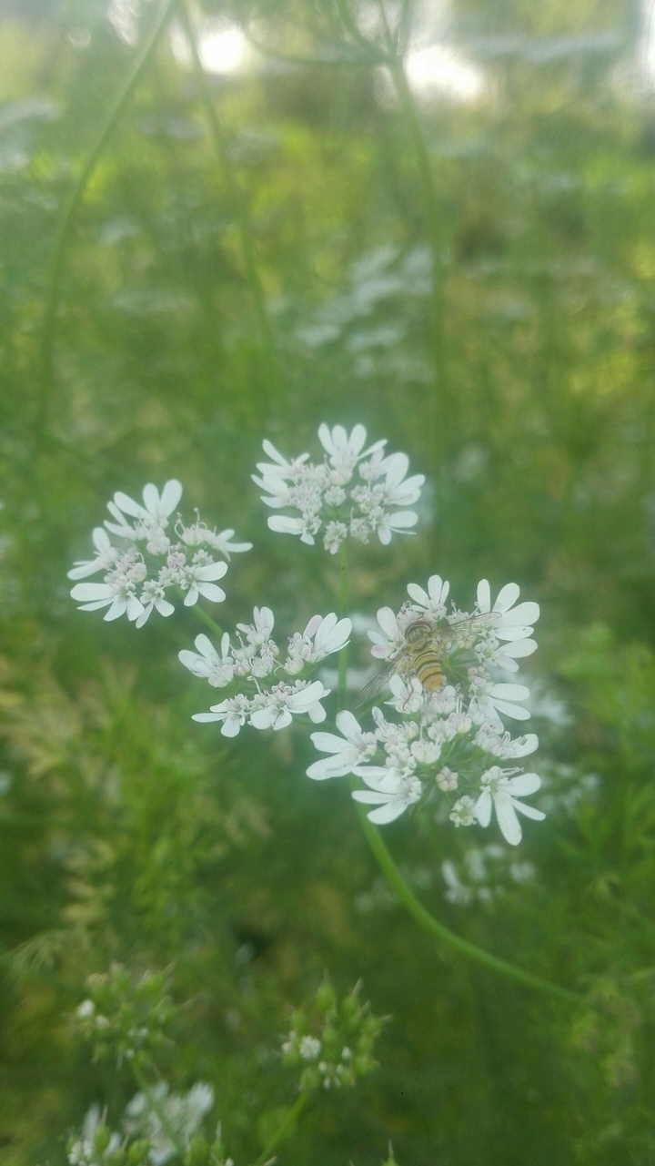 White Flowers