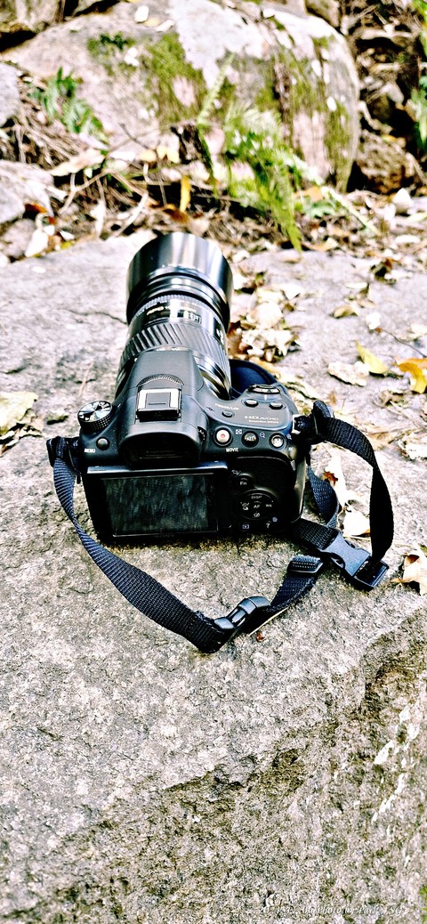 Camera, plant桌布