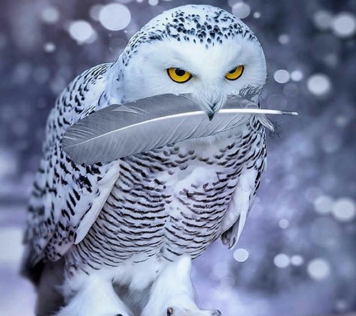 Wise owl