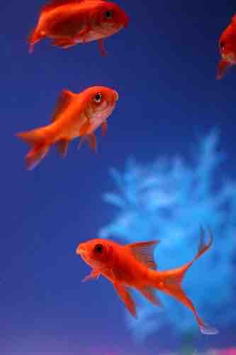 poisson rouge