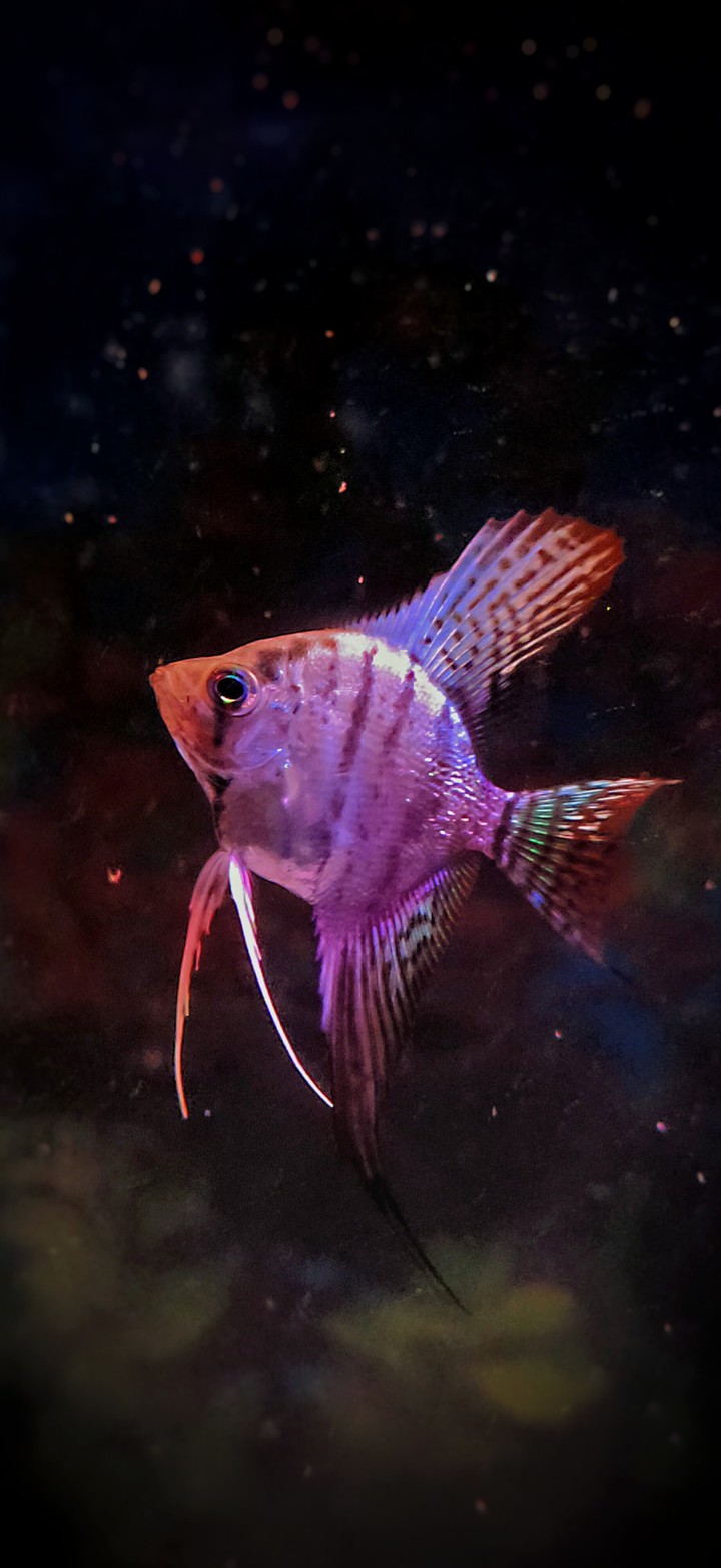 Angelfish