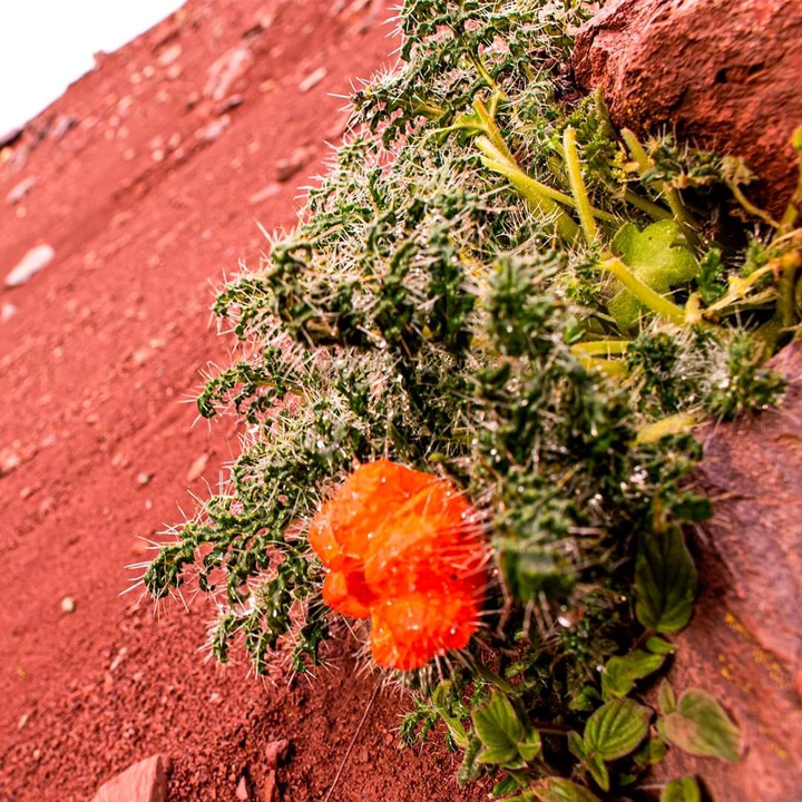 Flores